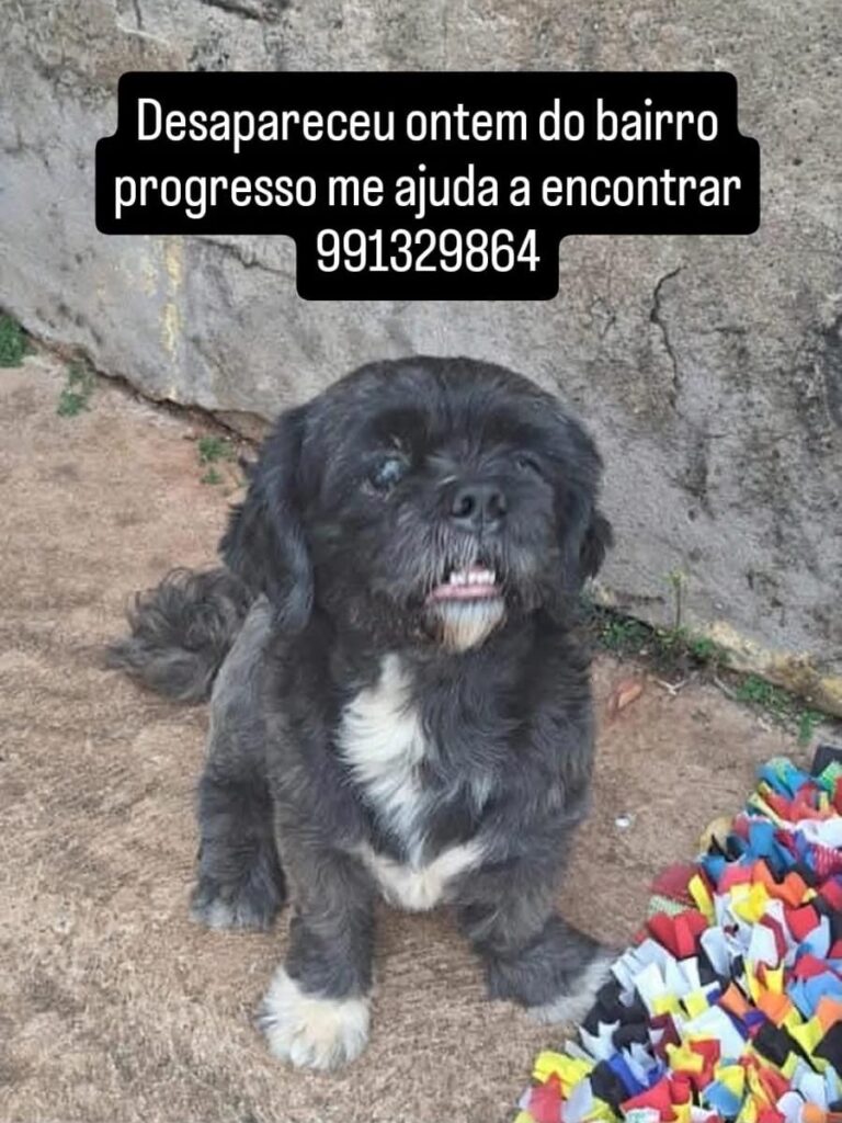 Tutora procura por Romeu, Shih-tzu desaparecido no Bairro Progresso em Ituiutaba e oferece recompensa