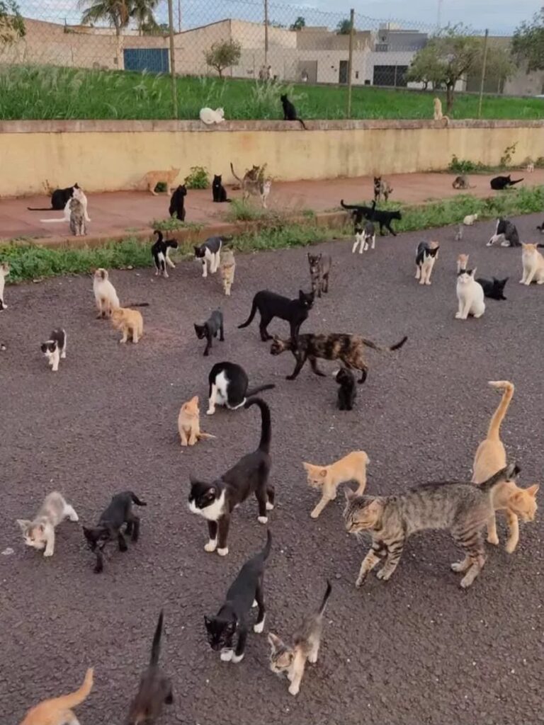 Câmara aprova perda de CNH para quem abandonar animais na rua
