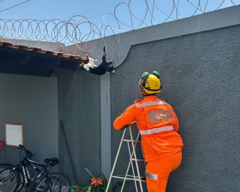 Gato fica pendurado pela cauda em concertina e é resgatado pelos Bombeiros em Ituiutaba